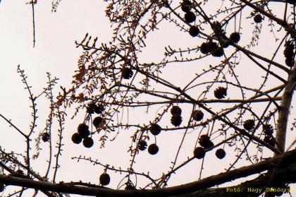 Metasequoia glyptostroboides